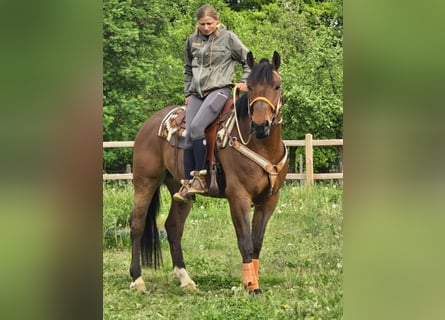 Freiberger, Wallach, 5 Jahre, 162 cm, Brauner