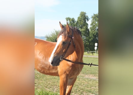 Freiberger, Wallach, 5 Jahre, 164 cm, Brauner