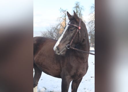 Freiberger, Yegua, 5 años, 154 cm, Alazán-tostado