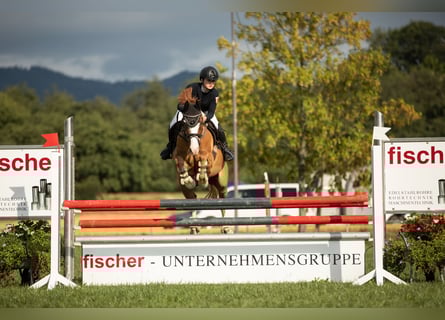 French riding pony, Gelding, 10 years, 14.2 hh, Chestnut-Red