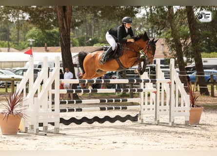French riding pony, Gelding, 11 years, 14.2 hh, Brown
