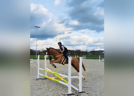 French riding pony, Gelding, 12 years, 14,2 hh, Chestnut-Red