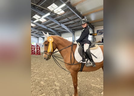 French riding pony, Gelding, 12 years, 14,2 hh, Chestnut-Red