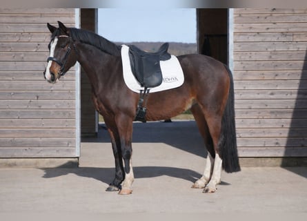 French riding pony, Gelding, 4 years, 14 hh, Bay-Dark