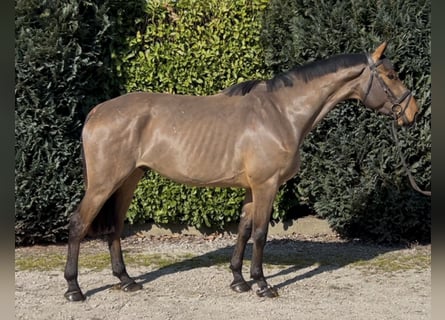 French riding pony, Gelding, 5 years, 16.1 hh, Brown