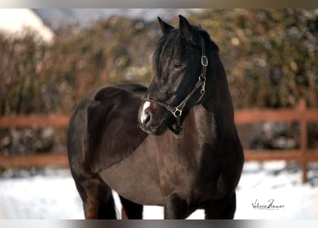 French riding pony, Gelding, 6 years, 14.2 hh, Smoky-Black