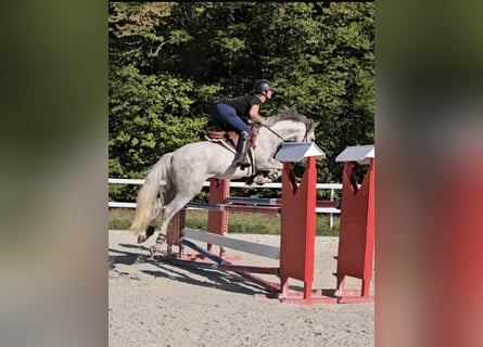 French riding pony, Gelding, 6 years, 14,1 hh, Grey