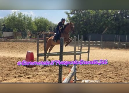 French riding pony Mix, Mare, 11 years, 14,1 hh, Chestnut-Red