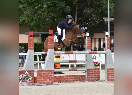 French riding pony, Mare, 14 years, 14,2 hh, Brown