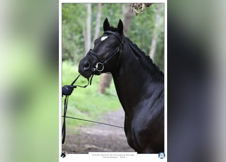 French riding pony, Stallion, 5 years, 14,2 hh, Black