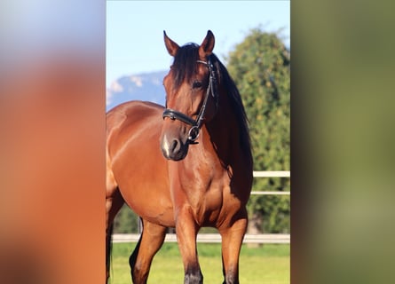 French Trotter, Gelding, 5 years, 15.2 hh, Brown