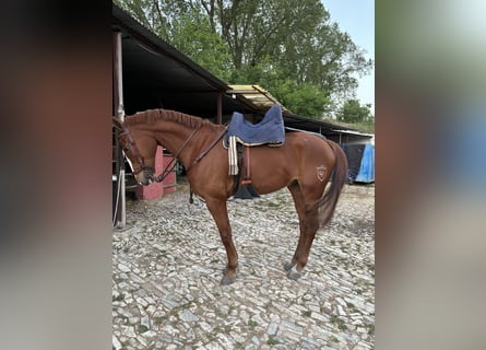 French Trotter, Gelding, 7 years, 16 hh, Chestnut-Red