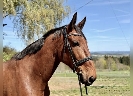 French Trotter, Gelding, 8 years, 16.2 hh, Brown