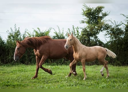French Trotter, Mare, 10 years, 16,1 hh, Sorrel