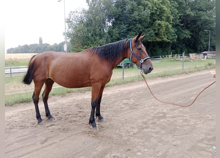 French Trotter, Mare, 12 years, 16.1 hh, Bay