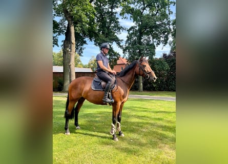 French Trotter, Mare, 13 years, 16 hh, Brown