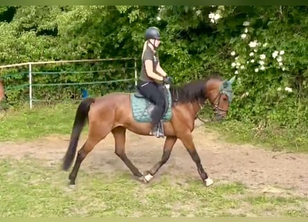 French Trotter, Mare, 4 years, 15,2 hh, Brown-Light