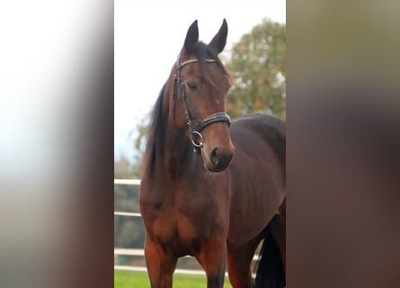 French Trotter, Mare, 4 years, 16 hh, Brown