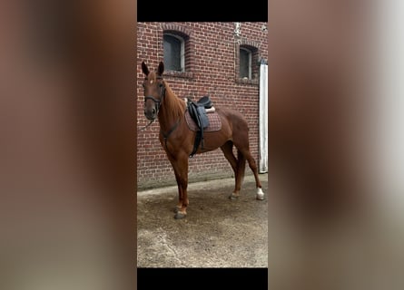 French Trotter, Mare, 6 years, 16.1 hh, Chestnut-Red