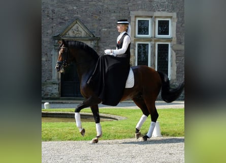 Trakehner, Stallone, 28 Anni, 169 cm, Baio