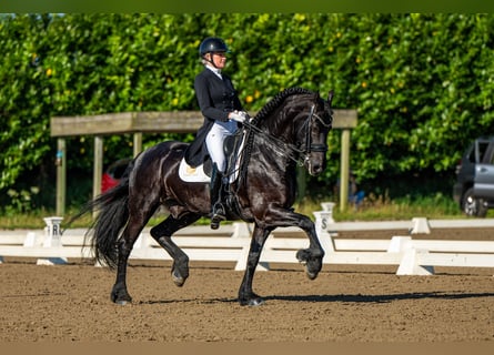 Fries paard, Hengst, 10 Jaar, 168 cm, Zwart