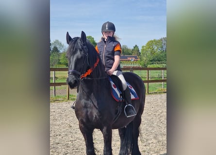 Fries paard, Hengst, 11 Jaar, 160 cm, Zwart