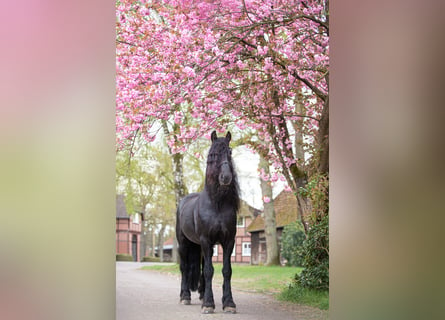 Fries paard, Hengst, 11 Jaar, 165 cm, Zwart