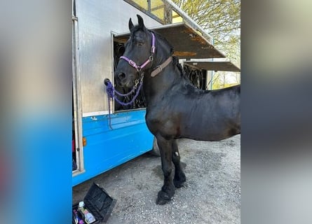 Fries paard, Hengst, 12 Jaar, 170 cm, Zwart