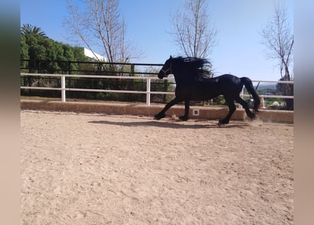 Fries paard, Hengst, 13 Jaar, 170 cm, Zwart