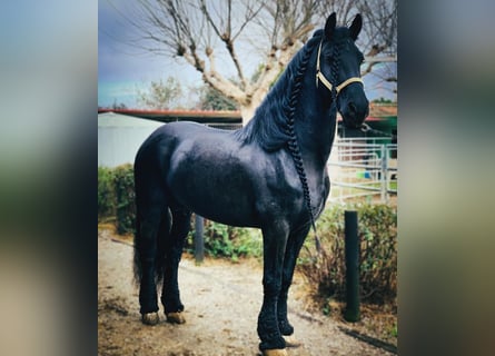 Fries paard, Hengst, 14 Jaar, 165 cm, Zwart
