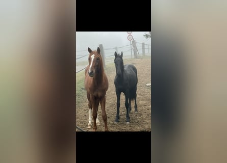 Fries paard, Hengst, 1 Jaar, 148 cm, Zwart