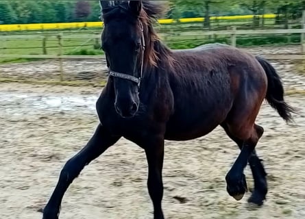 Fries paard, Hengst, 1 Jaar, 165 cm, Zwart