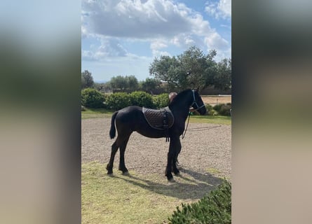 Fries paard, Hengst, 1 Jaar, Zwart