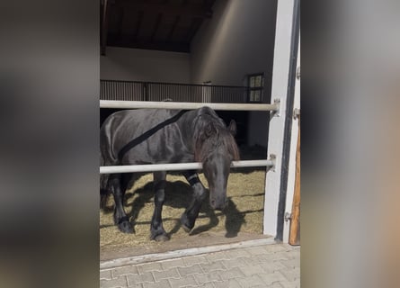 Fries paard, Hengst, 2 Jaar, 155 cm, Zwart
