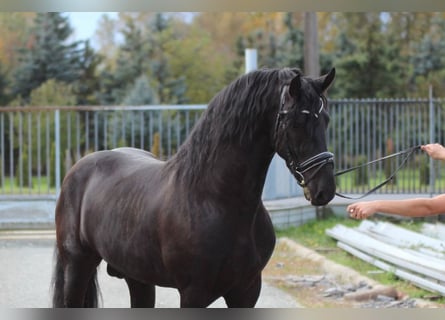 Friesen, Hengst, 2 Jahre, 163 cm, Rappe