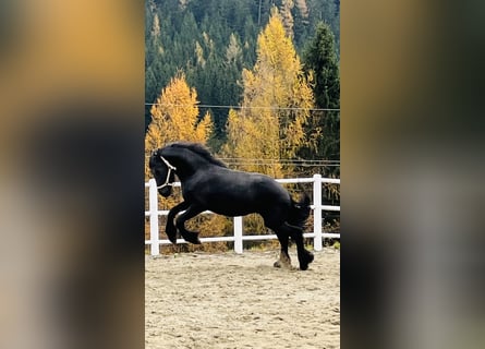 Fries paard, Hengst, 2 Jaar, 164 cm, Zwart