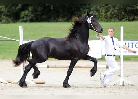 Fries paard, Hengst, 2 Jaar, 168 cm, Zwart