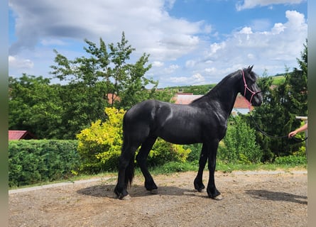Fries paard, Hengst, 2 Jaar, Zwart