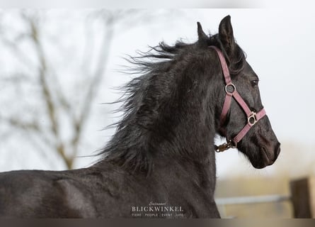 Fries paard, Hengst, 2 Jaar, Zwart