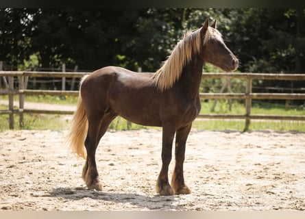 Fries paard Mix, Hengst, 3 Jaar, 160 cm, Donkere-vos