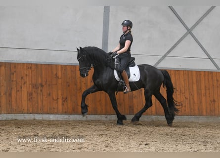 Fries paard, Hengst, 3 Jaar, 160 cm, Zwart