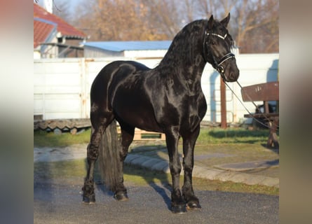 Fries paard, Hengst, 3 Jaar, 160 cm, Zwart