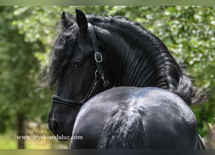 Fries paard, Hengst, 3 Jaar, 161 cm, Zwart