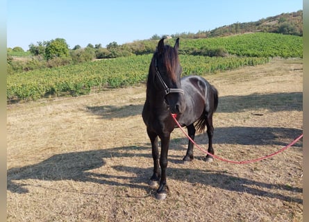 Fries paard, Hengst, 3 Jaar, 161 cm, Zwart