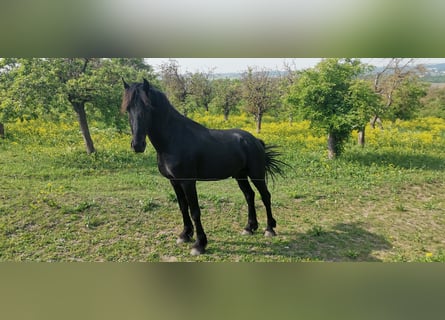 Fries paard, Hengst, 3 Jaar, 161 cm, Zwart