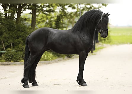 Fries paard, Hengst, 3 Jaar, 162 cm, Zwart