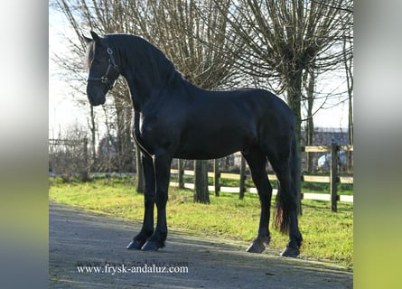 Fries paard, Hengst, 3 Jaar, 162 cm, Zwart