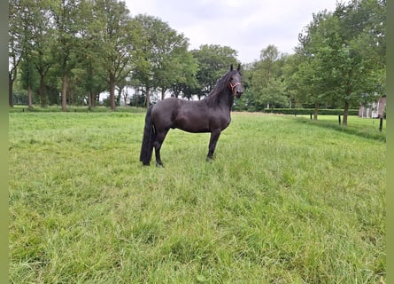 Fries paard, Hengst, 3 Jaar, 162 cm, Zwart