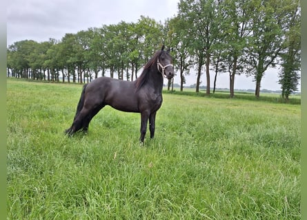 Fries paard, Hengst, 3 Jaar, 162 cm, Zwart