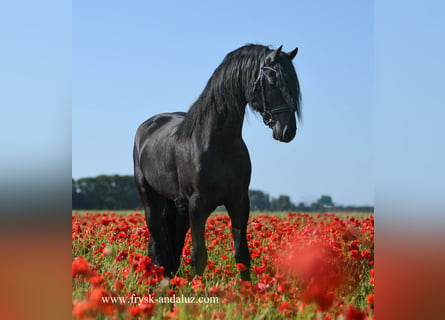 Fries paard, Hengst, 3 Jaar, 163 cm, Zwart